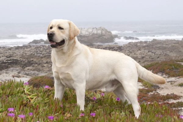 Labrador-Retriever-600x400.jpg