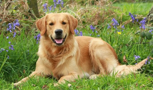 golden-retreiver-600x353.jpg