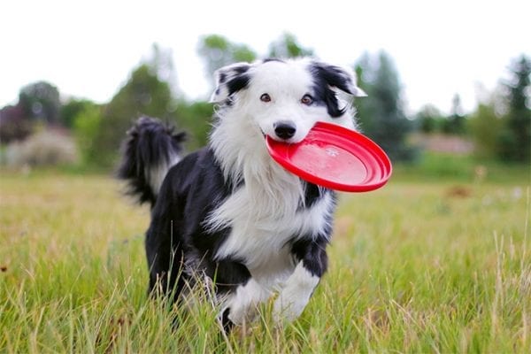 Border-Collie-600x400.jpg